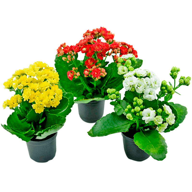 flores pequenas naturais