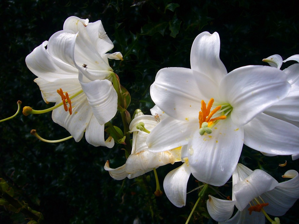flores para iemanjá dia 2 de fevereiro