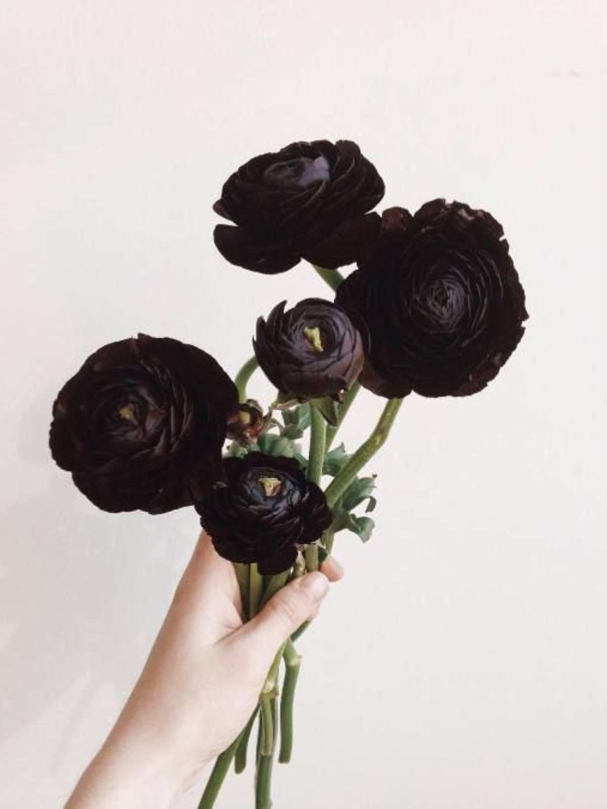 flores pretas mais bonitas do mundo