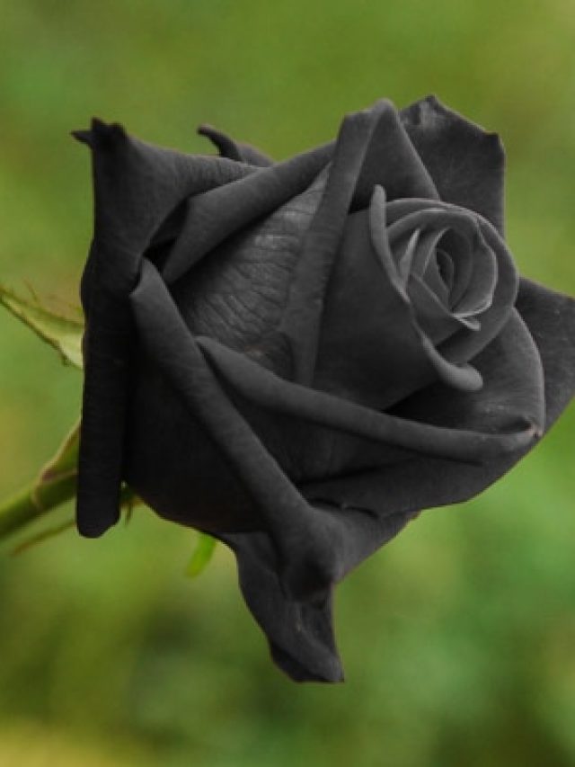 preço de sementes de tulipa negra