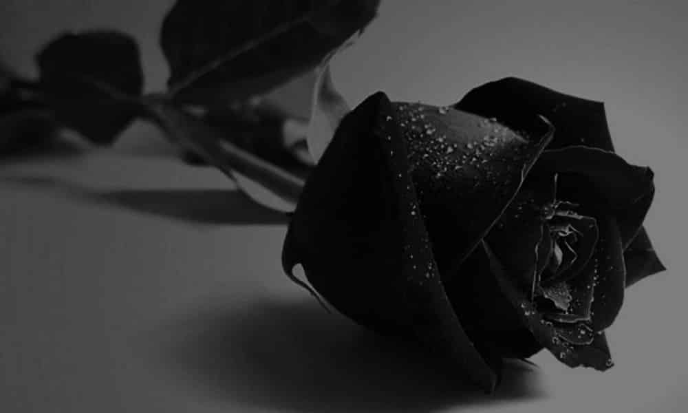 preço de sementes de tulipa negra