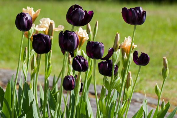 preço de sementes de tulipa negra