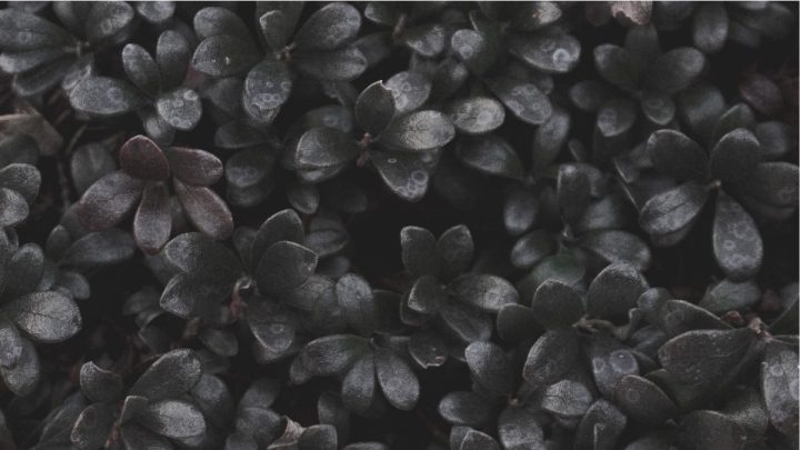 orquídea morcego cuidados específicos