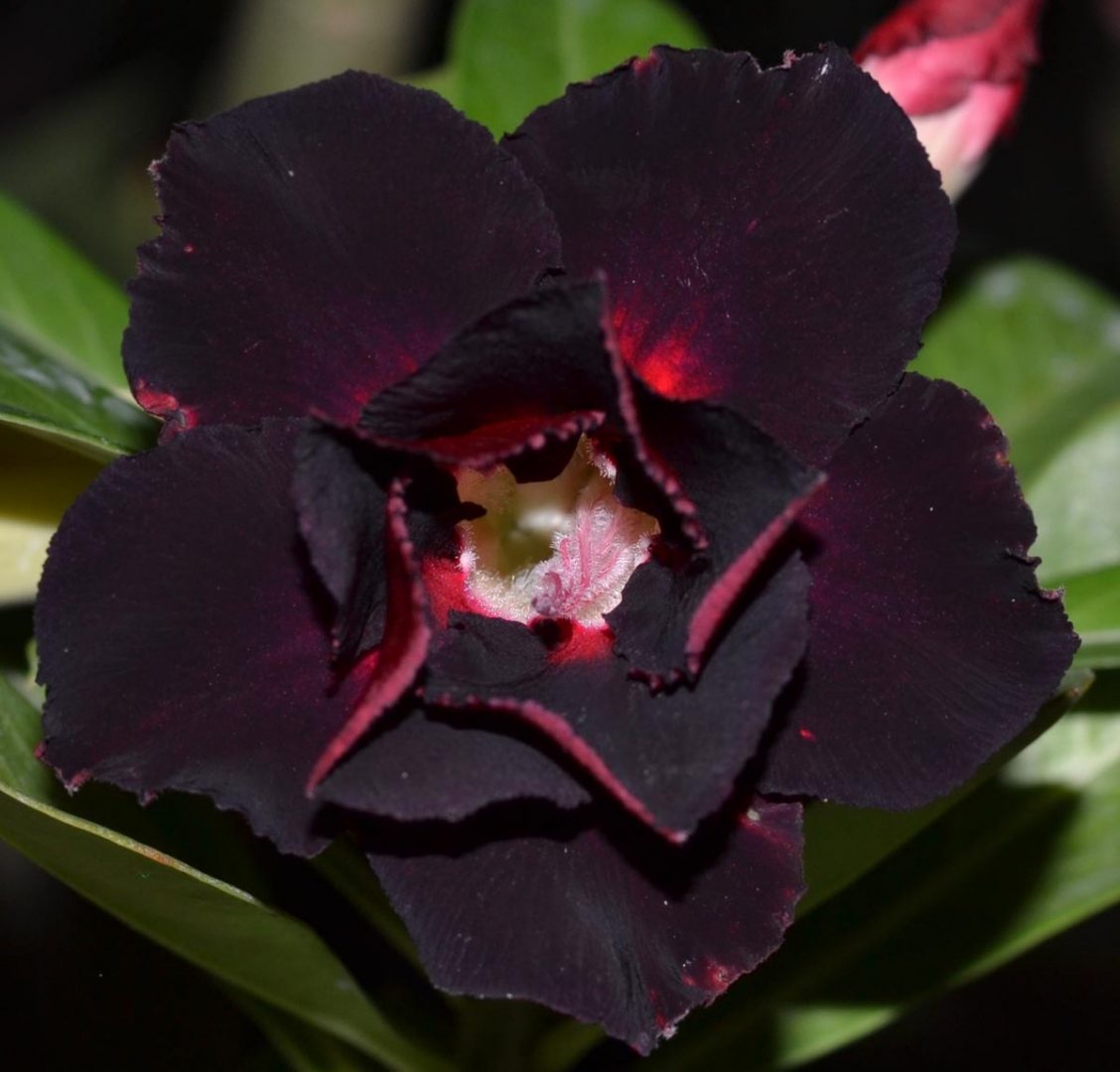 flores pretas mais bonitas do mundo