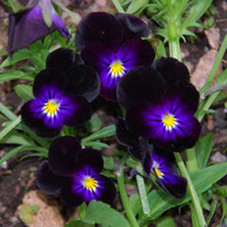 flores pretas naturais