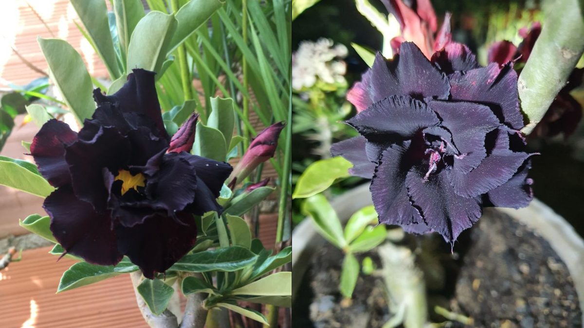 flores roxas escuras