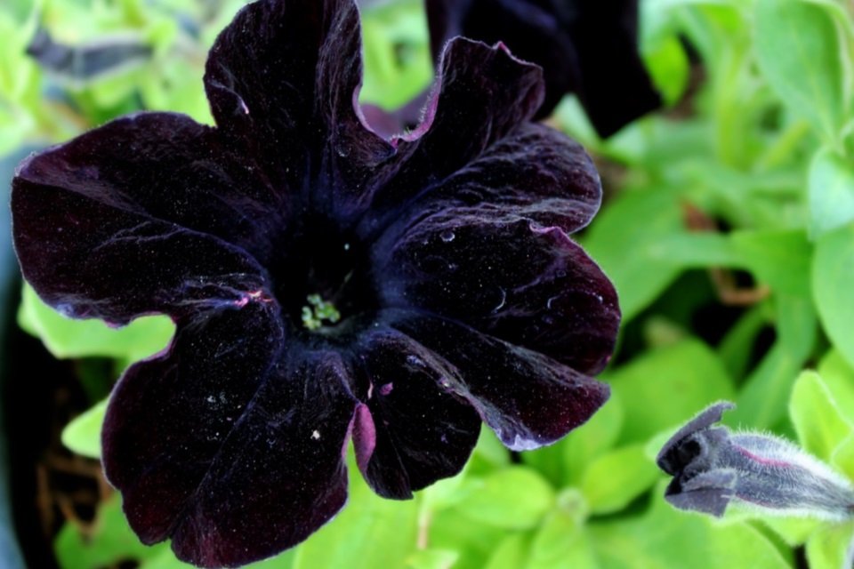 flores pretas naturais