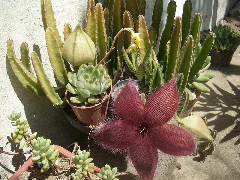 maior flor do mundo fedida