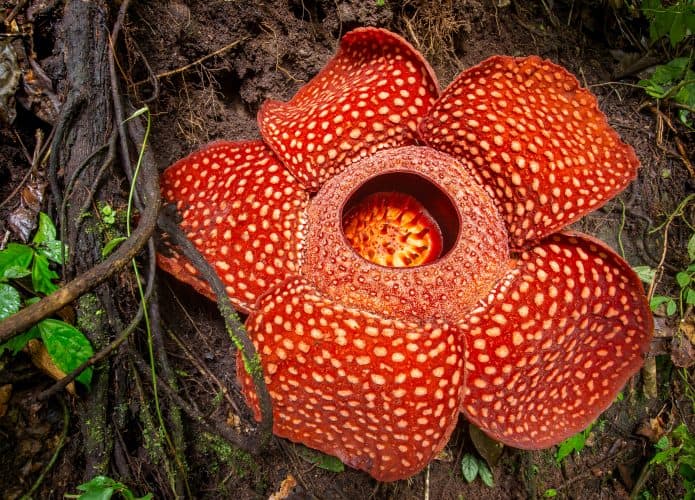 Amorphophallus titanum onde ver