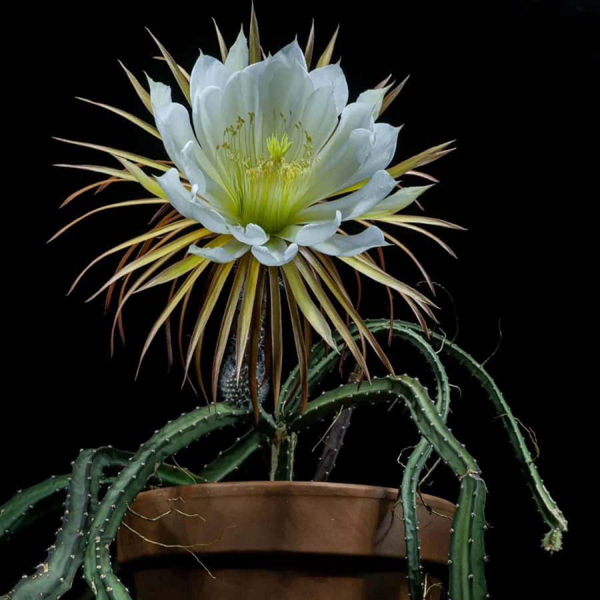 mandacaru floração noturna