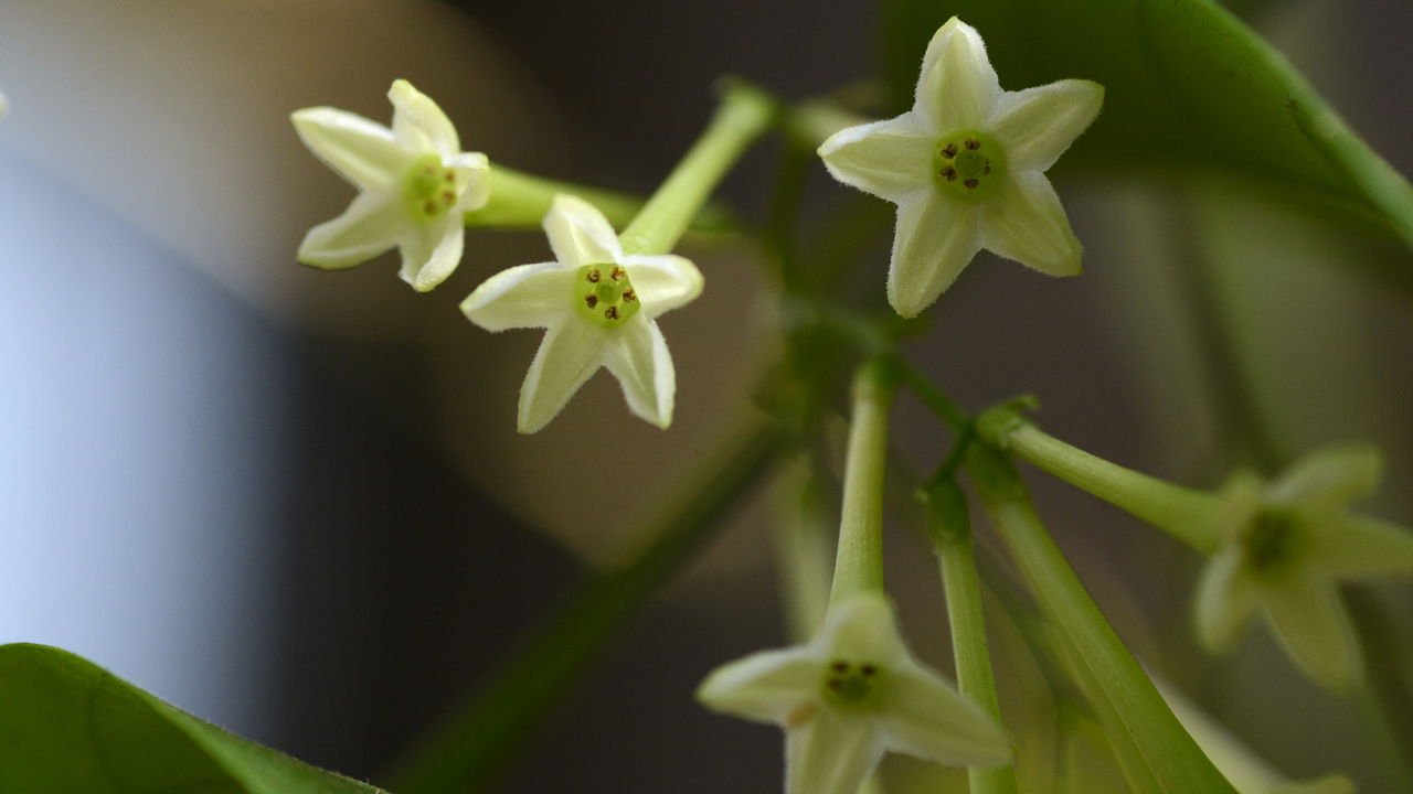 ipomoea alba cuidados