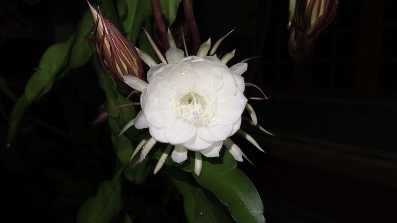 oenothera biennis cultivo