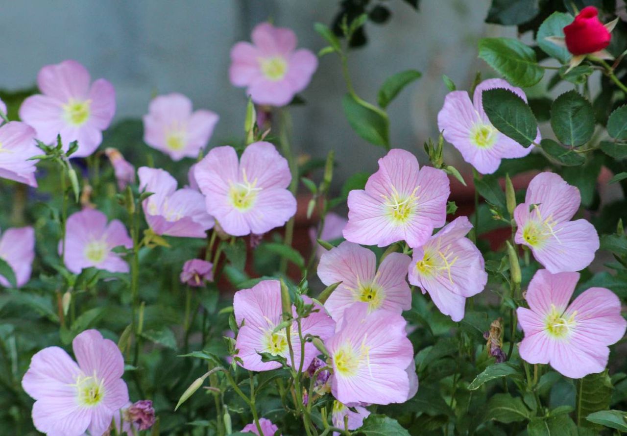 cactos que florescem à noite