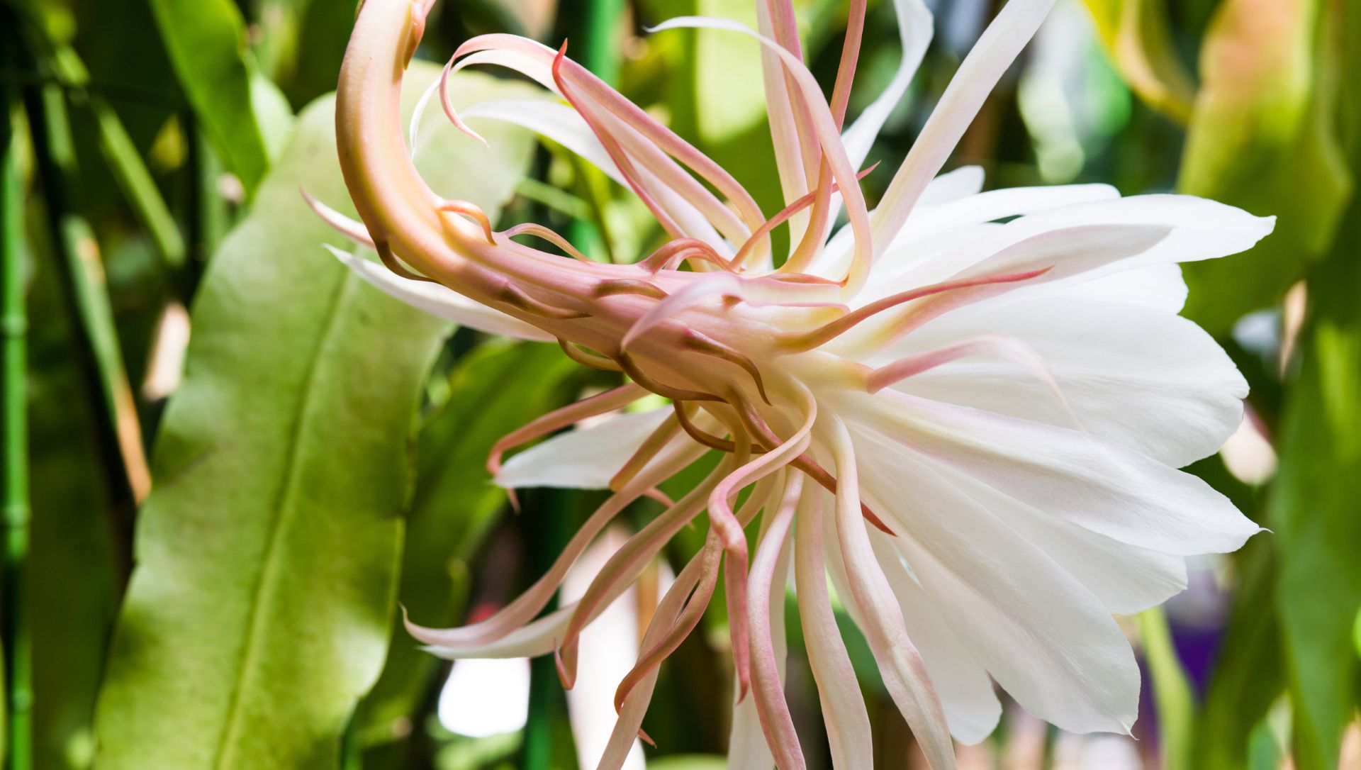 plantas de perfume noturno