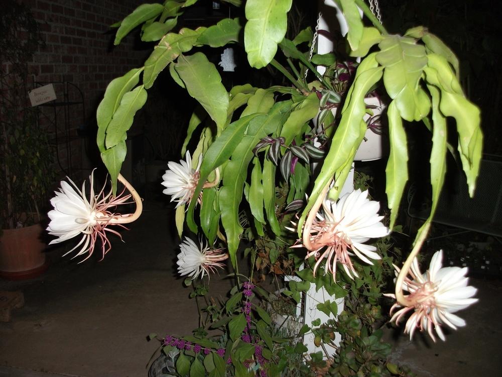 plantas de perfume noturno