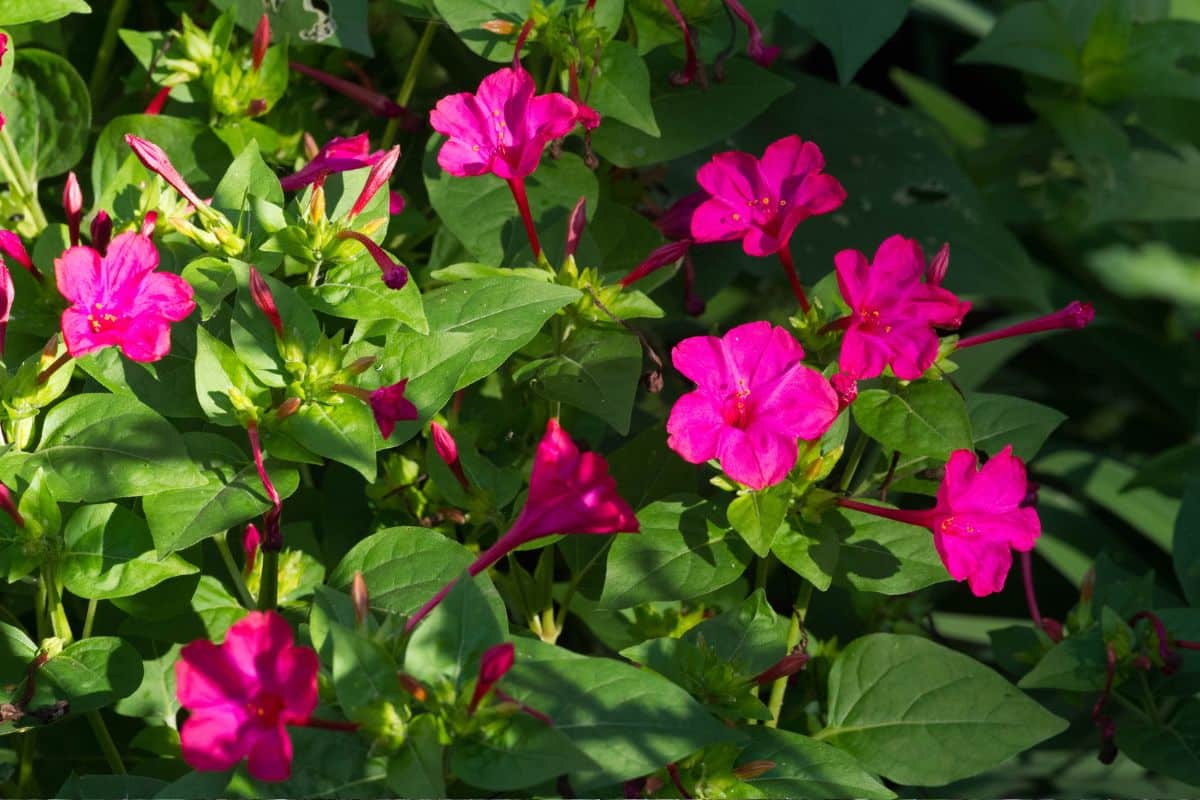 mandacaru floração noturna