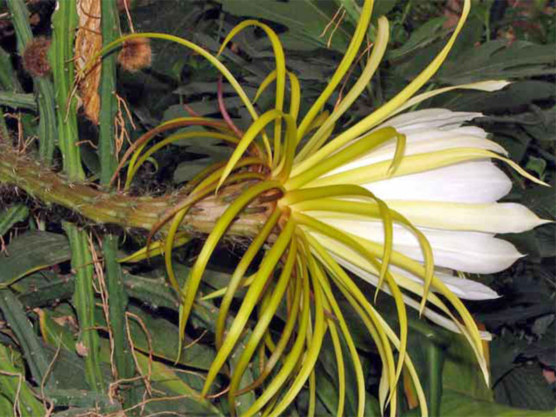 oenothera biennis cultivo