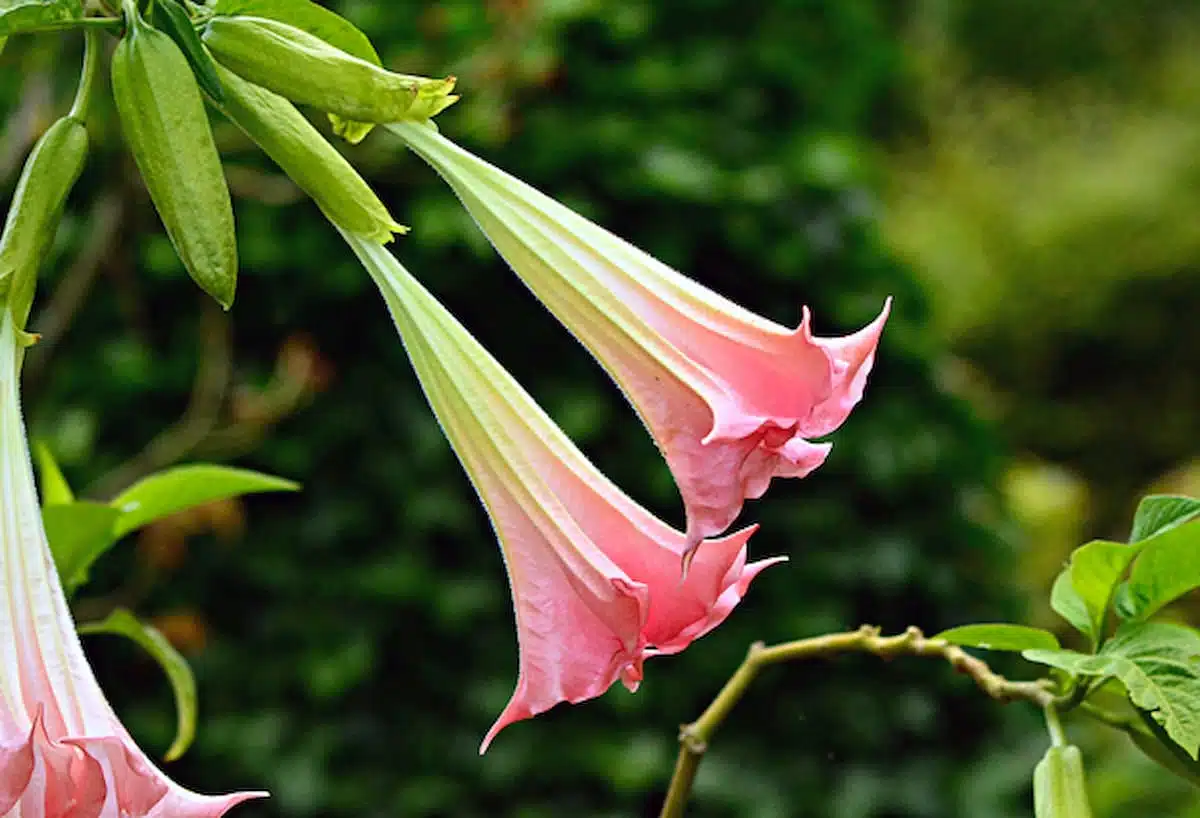 cactos que florescem à noite