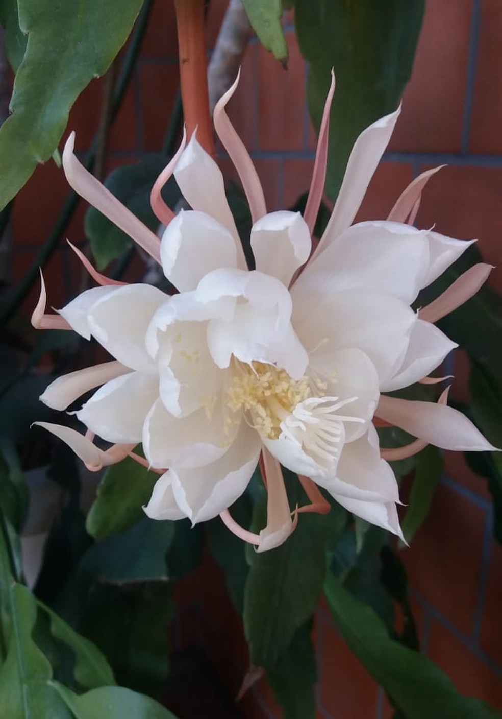 plantas para atrair mariposas