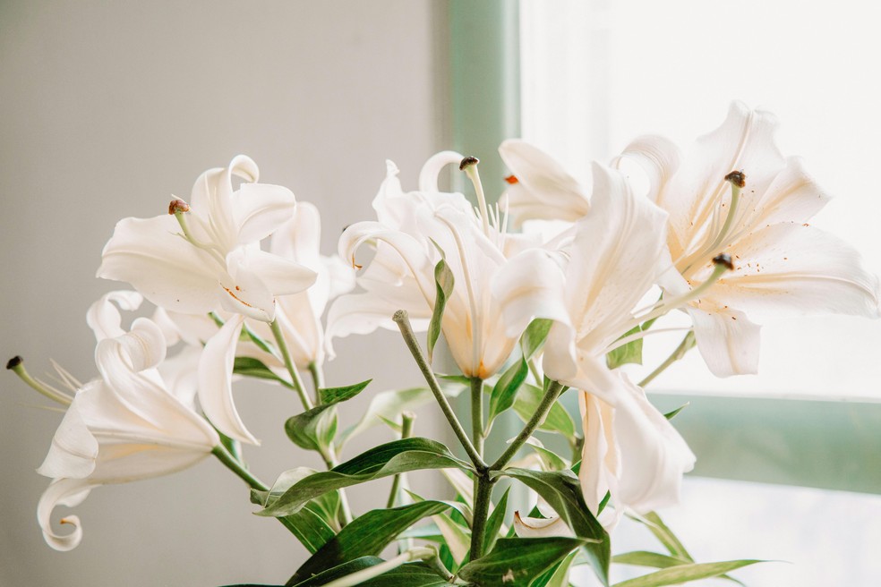 flores que simbolizam o amor verdadeiro