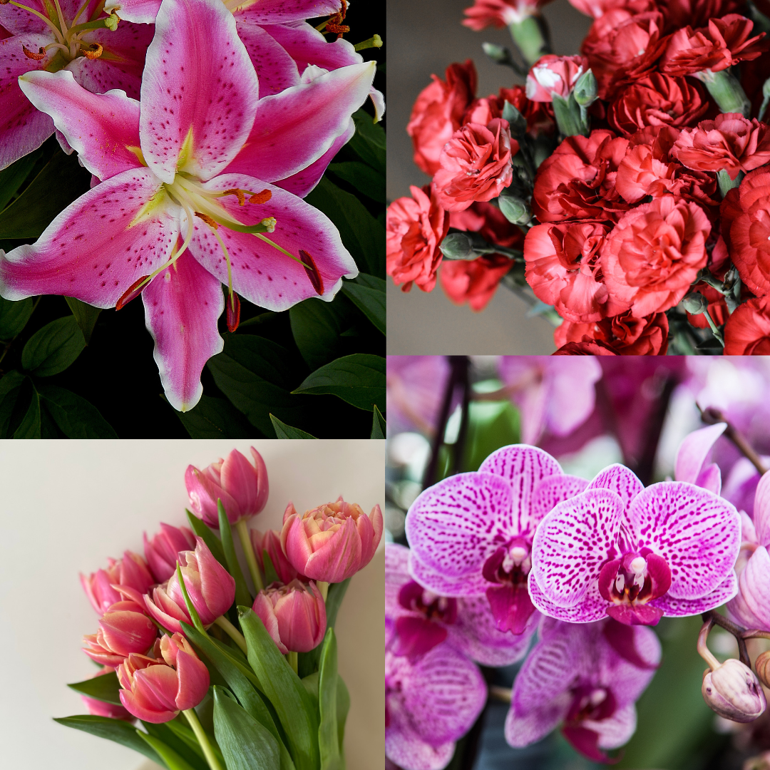 flores que simbolizam o amor verdadeiro