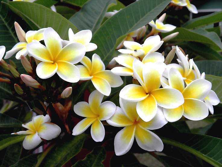 flores que representam pureza no amor