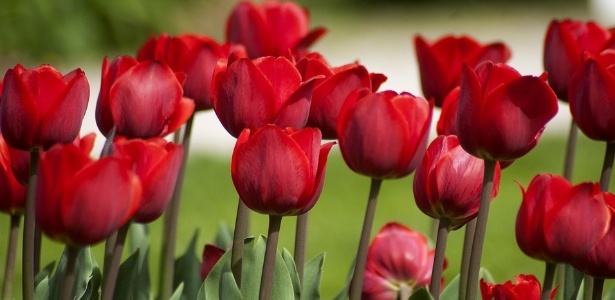 linguagem das flores amor