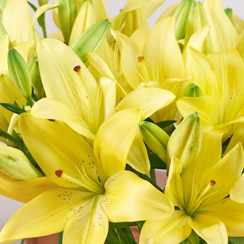 flores que representam lealdade