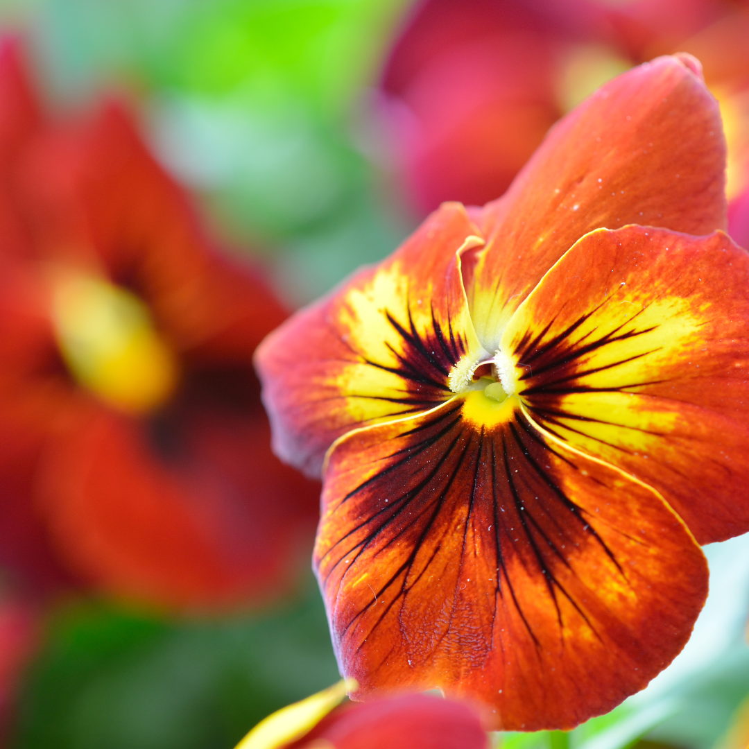 flores que representam pureza no amor