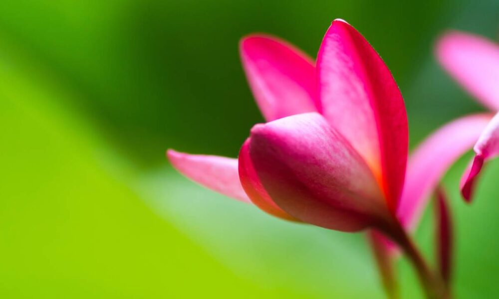 cultivo de flores de amor