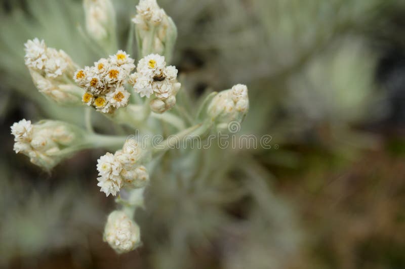 presentes florais para casais