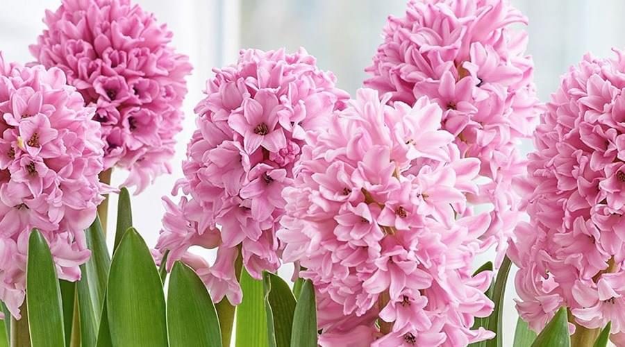 flores que significam amor eterno