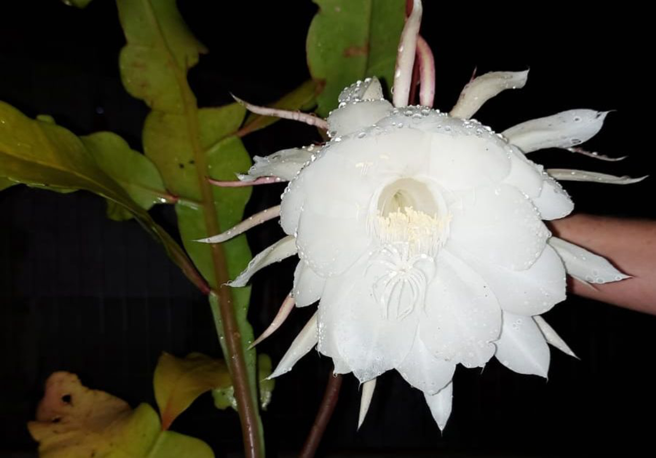 plantas que florescem à noite