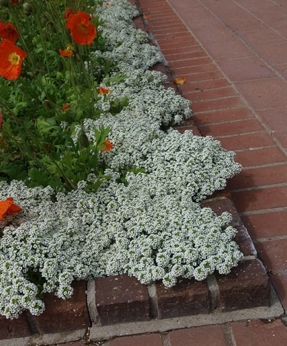 forração de jardim com flores