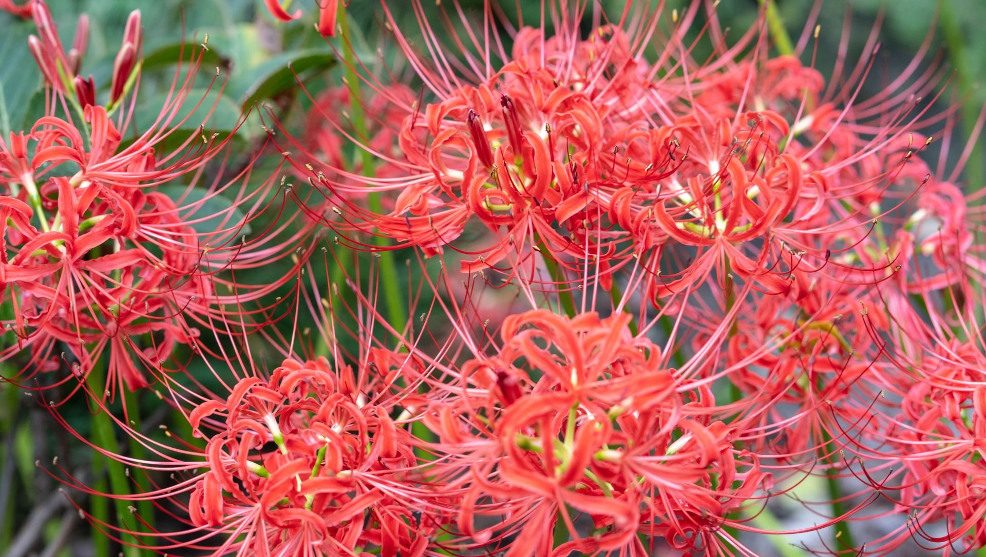 preço muda azaleia japonesa vermelha
