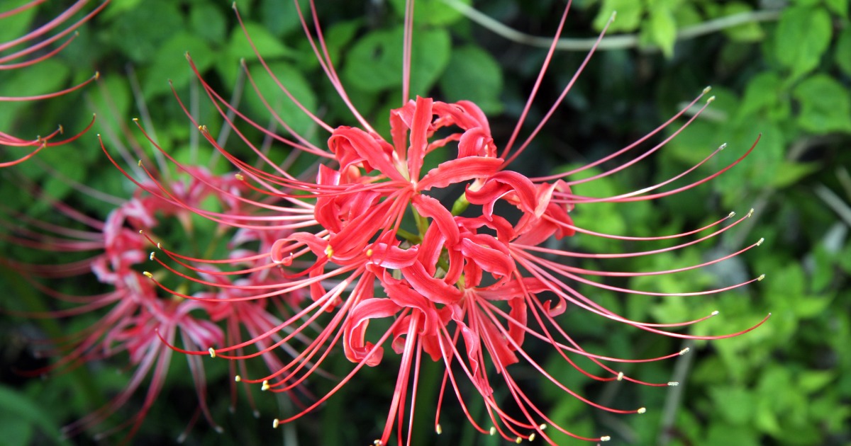 flor vermelha japonesa