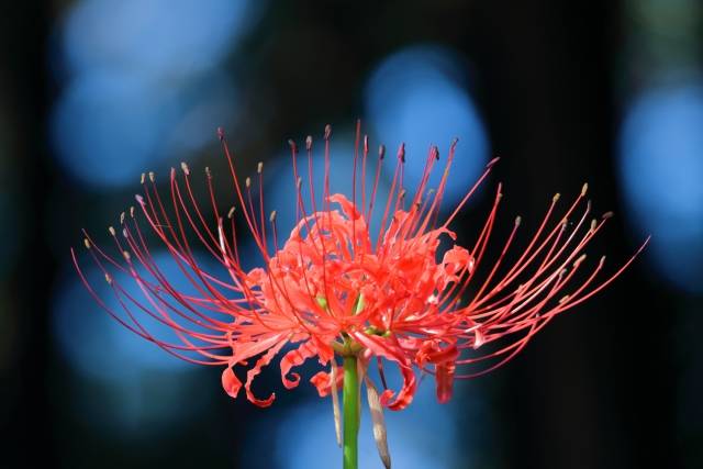 significado espiritual higanbana Japão