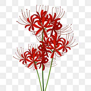 higanbana vs camélia japonesa qual escolher