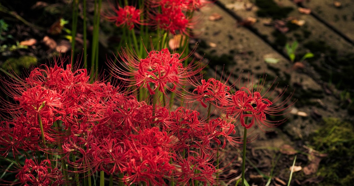 cultivo de marmelo japonês vermelho para bonsai