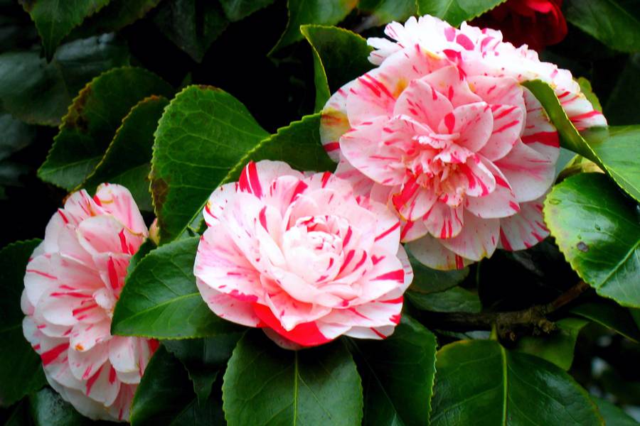 flor vermelha japonesa