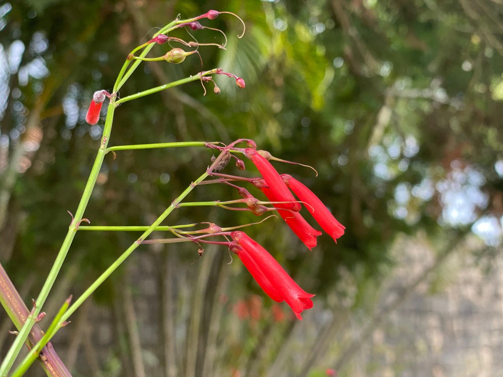 erros comuns ao cuidar de camélia japonesa vermelha