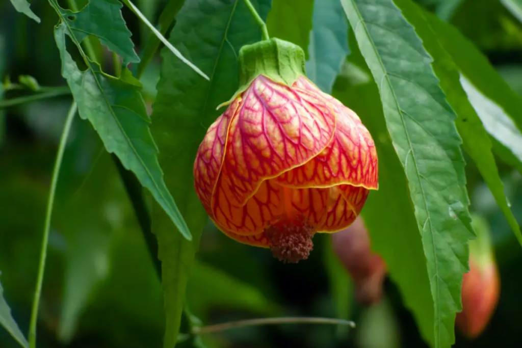 preço muda azaleia japonesa vermelha