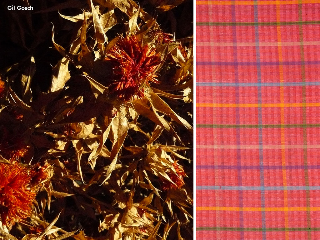 preço muda azaleia japonesa vermelha