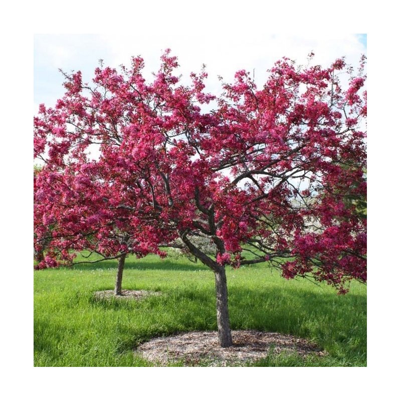 higanbana vs camélia japonesa qual escolher