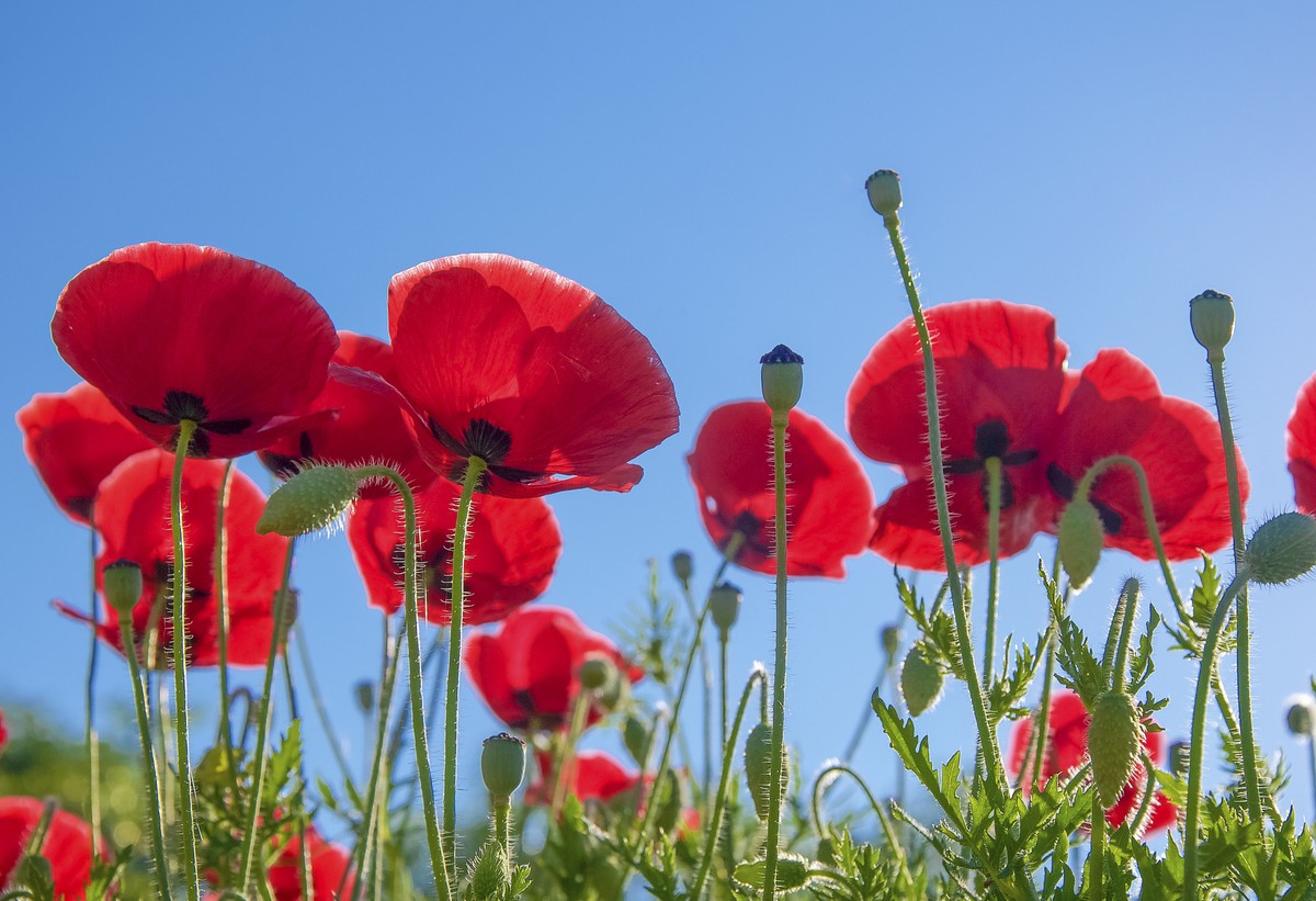 flor vermelha usada para produção de ópio