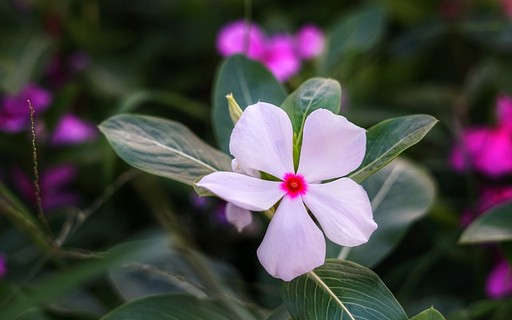 flor vinca
