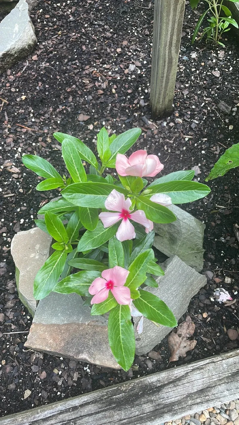 vinca inspiração para jardins coloridos