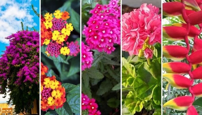 melhores flores para ter o ano todo no jardim