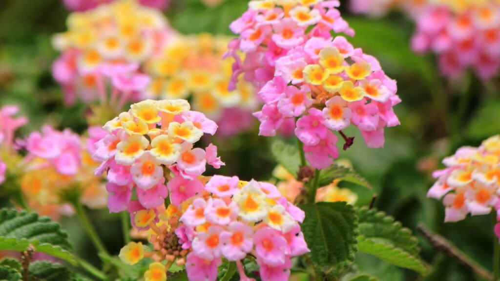 flores que florescem o ano todo vs flores sazonais