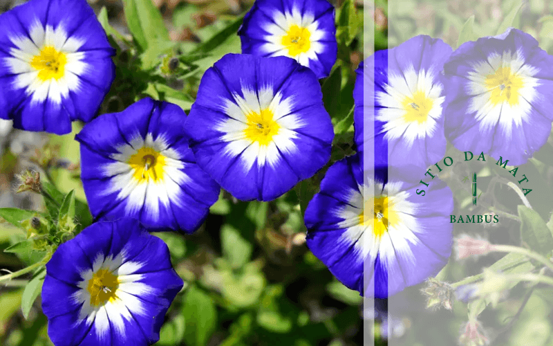 melhores flores para ter o ano todo no jardim